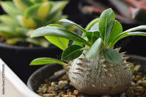 Obraz 鉢植えのパキポディウム