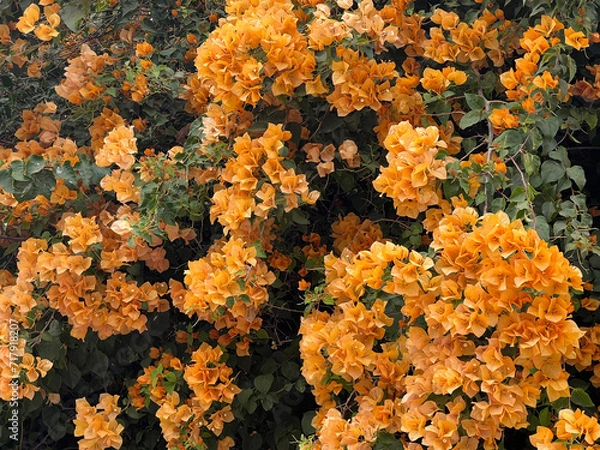 Fototapeta The image shows a bush covered in yellow flowers.