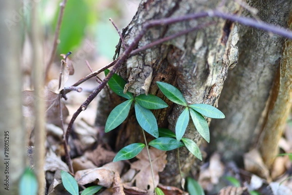 Obraz bird on a branch