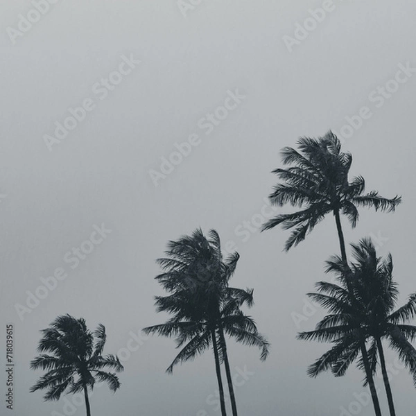 Obraz palm tree silhouette