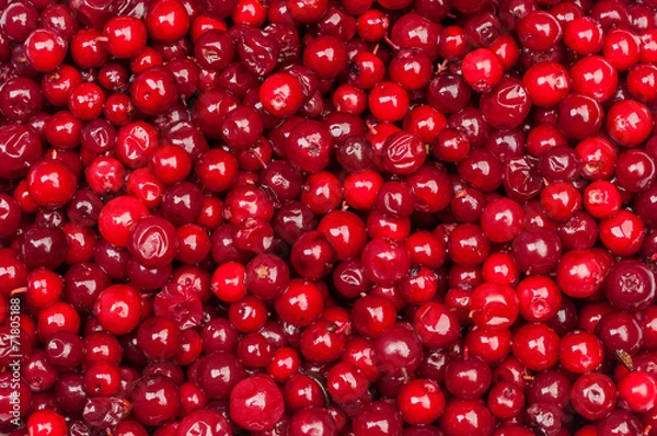 Obraz cranberries background