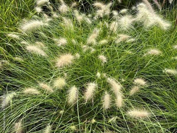 Fototapeta Pennisetum, white, cenchrus longisetus