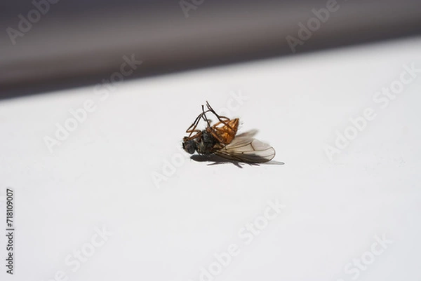 Fototapeta A dead fly lying upside down on a white surface.