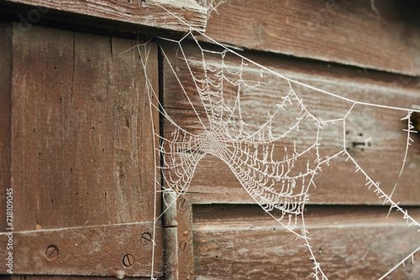 Fototapeta A frozen spider web hanging from an old wooden shed.