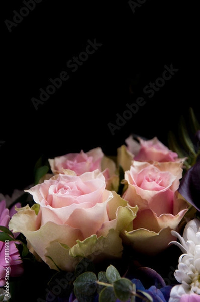Obraz Delicate light-pink roses on a black background