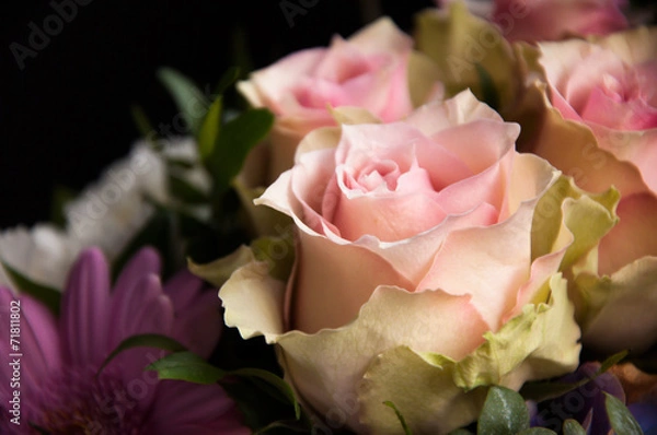 Obraz Delicate pink roses closeup on a black background