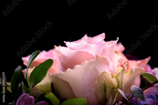 Obraz Delicate pink roses closeup profiled on a black background
