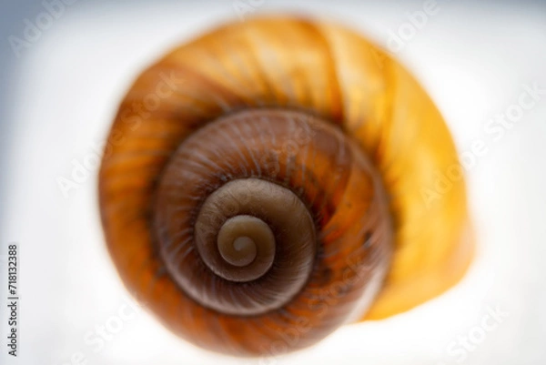 Fototapeta snail shell close up