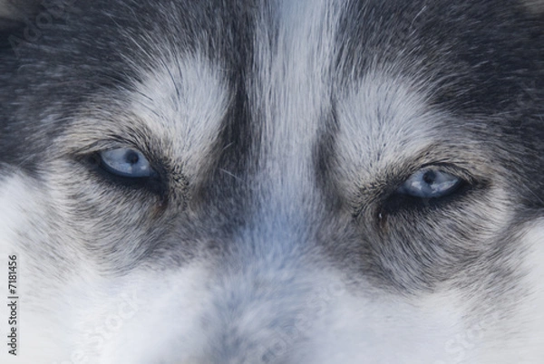 Obraz Regard de chien