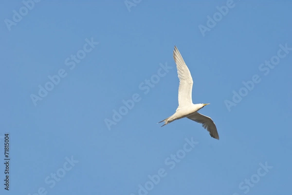 Fototapeta Seagull soaring in the sky