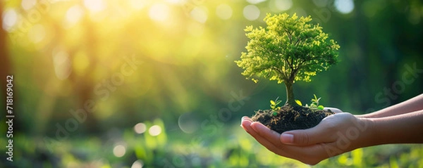 Fototapeta Human hands cradle a young tree with soil, symbolizing care and growth in a bright, natural setting, Nature ecology concept, World Earth Day, ESG campaign and CSR with people, world environment