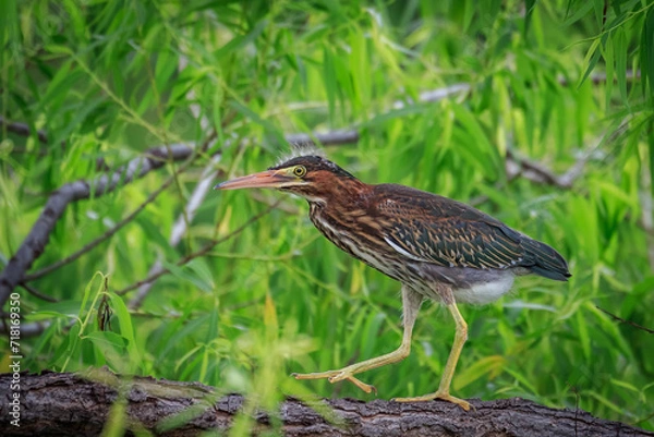 Fototapeta Green Heron (Butorides virescens) perched in a tree