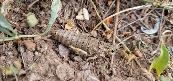 Fototapeta Nocaracris is a genus of European and western Asian grasshoppers in the family Pamphagidae It is the type genus of the tribe Nocarodeini 
possibly Nocaracris judithae found in Armenia