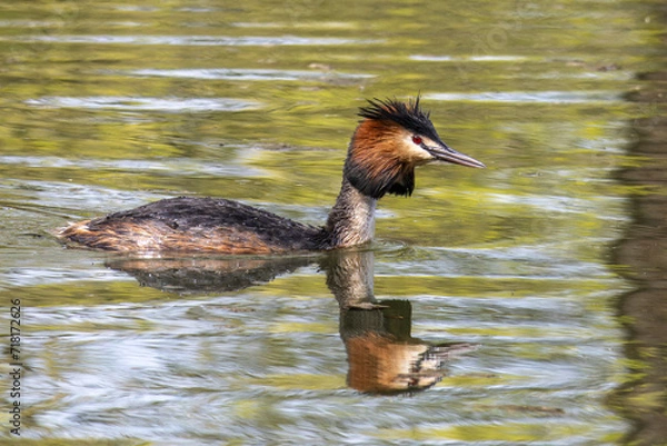 Obraz Great Crested Grebe, Podiceps cristatus with beautiful orange colors, a water bird with red eyes.