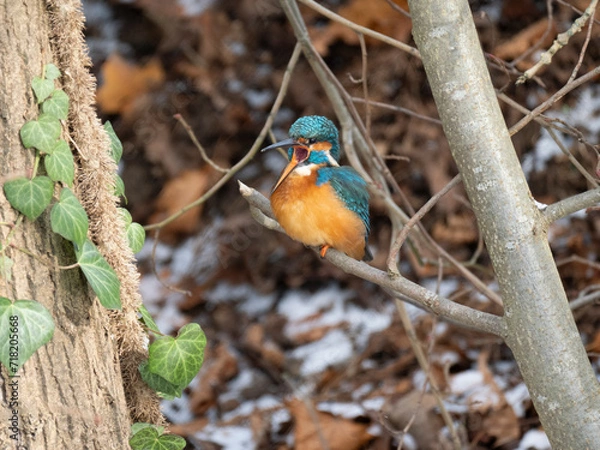 Obraz Eisvogel (Alcedo atthis)
