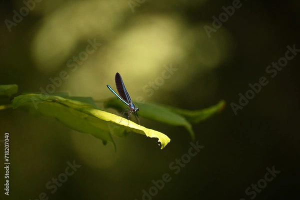 Fototapeta Damselfly on Leaf