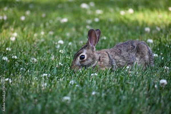 Fototapeta Rabbit Eating Clover