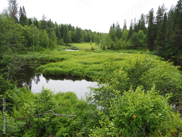 Obraz River in the forest
