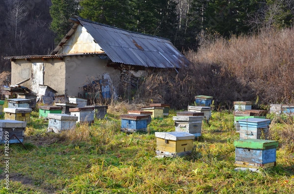 Obraz Старая пасека