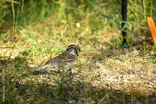 Fototapeta sparrow on grass