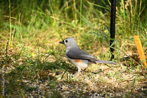 Fototapeta titmouse on the grass