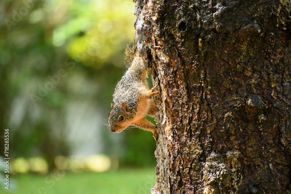 Fototapeta squirrel on a tree