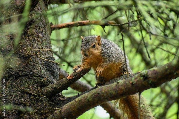 Fototapeta squirrel in the tree