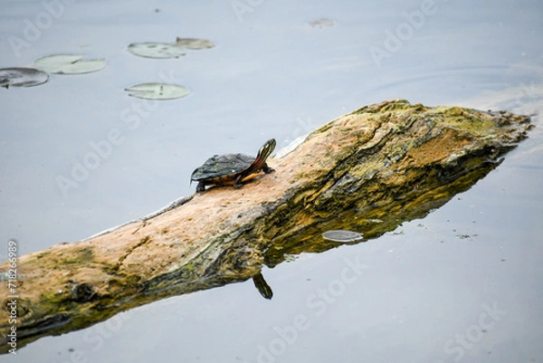 Fototapeta turtle on a log