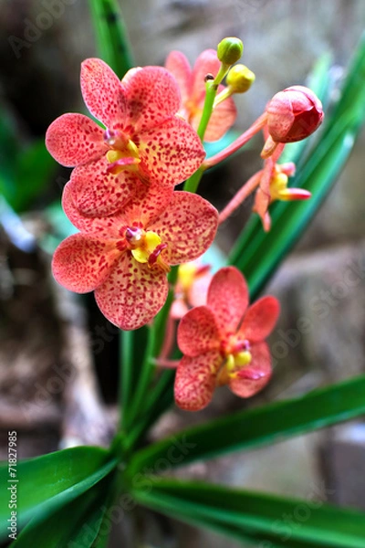 Obraz Orchid flower