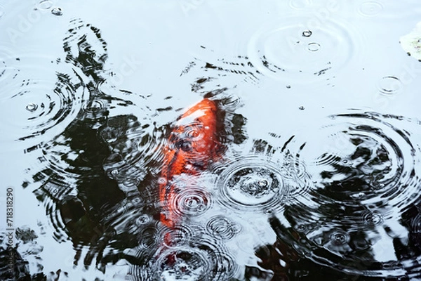 Fototapeta Ripples in the pond when it rains with reflections of trees and Japanese carp seen through