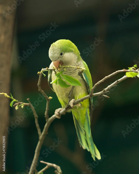 Fototapeta A monk parakeet (Myiopsitta monachus), also known as a quaker parakeet, sits on a green tree branch in the early morning in the northern Pantanal, Mato Grosso in Brazil.