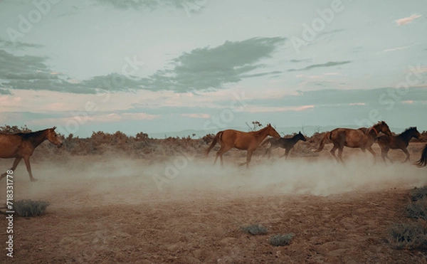 Fototapeta Landscape of wild horses running at sunset with dust in background.