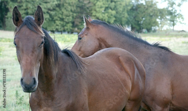Obraz portrait of a horse