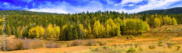 Obraz Aspens of New mexico