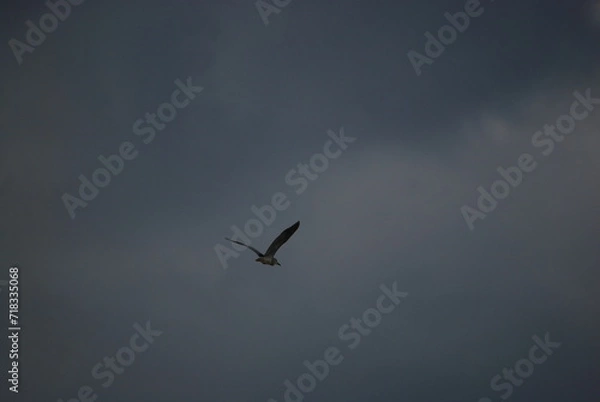Fototapeta Wild bird in the sky. The blue sky is almost completely covered with white-gray clouds. A large heron with white-gray wings flies across the sky. The bird has a long beak and a large wingspan.