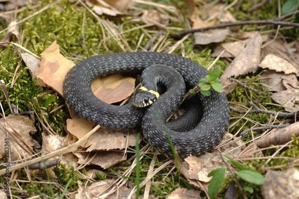 Fototapeta Grass-snake (Natrix natrix)