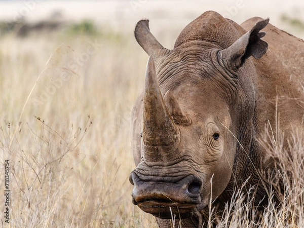 Obraz rhino in the sun