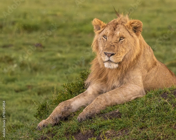 Obraz lion in the grass