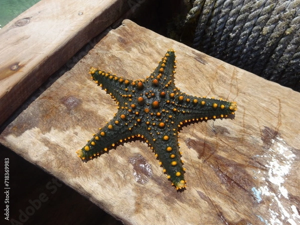 Obraz STARFISH ON A BOAT
