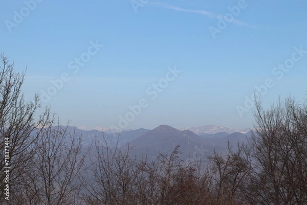 Fototapeta trees in the fog