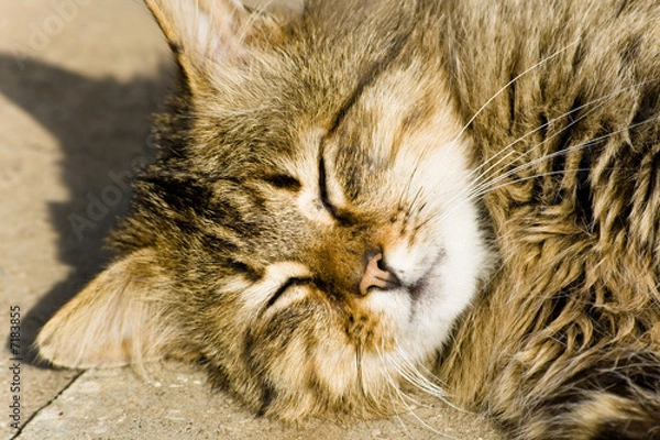 Fototapeta Cheerful cat enjoying summer sun