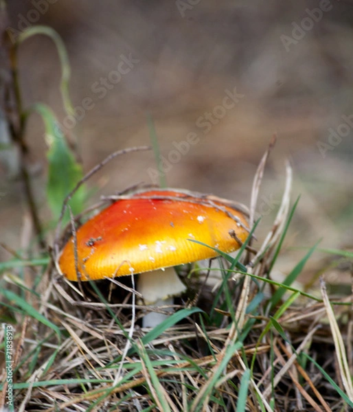 Obraz Toadstool mushroom in forest