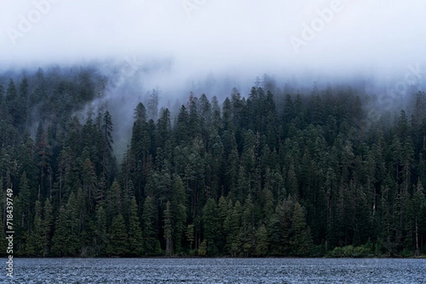 Fototapeta Trees in Fog