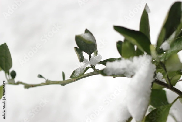 Obraz 春を待つミカンの苗木