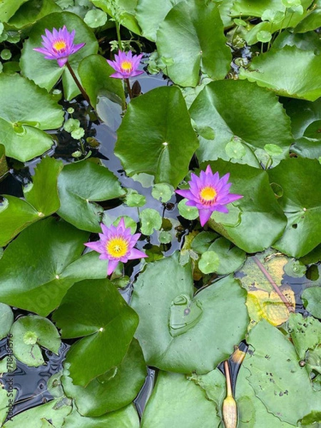 Obraz pink water lily