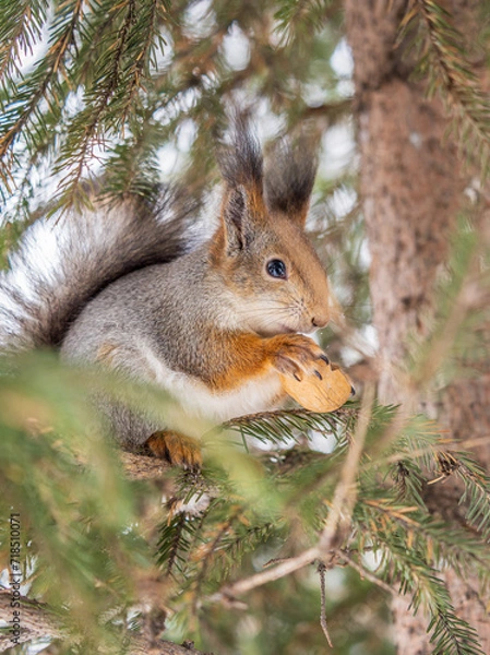 Fototapeta The squirrel with nut sits on tree in the winter or late autumn
