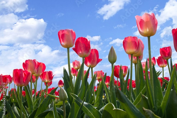 Obraz Spring flowers tulips  in the blue sky