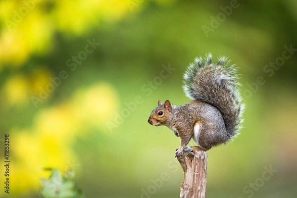 Obraz Wiewiórka wschodnia (Sciurus carolinensis)