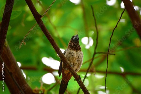 Obraz bird on a tree 
