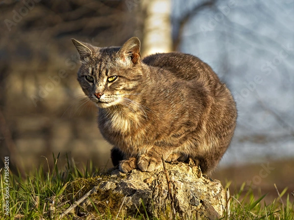 Obraz cat on the grass